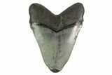 3.05" Fossil Megalodon Tooth - South Carolina - #130090-2